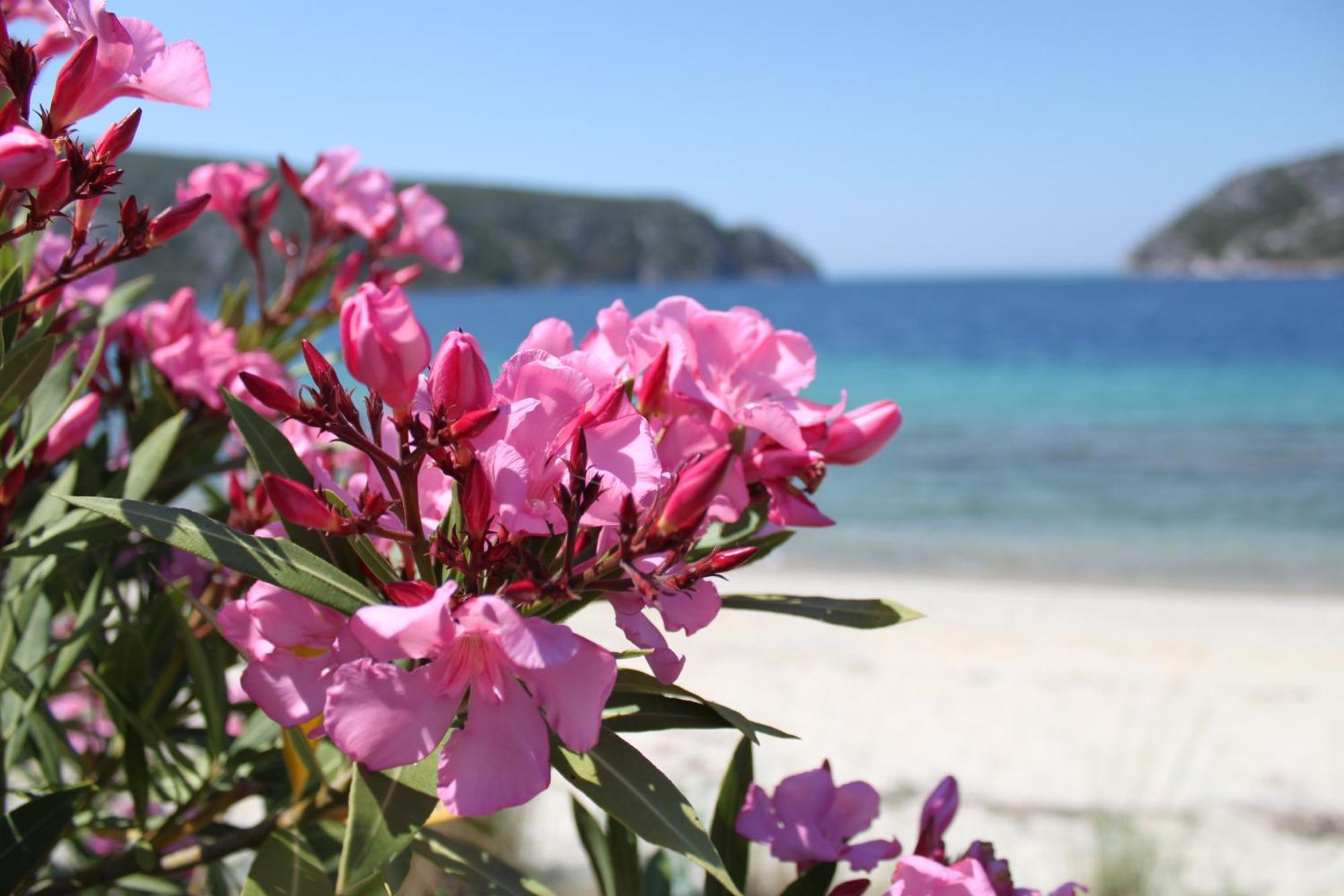 Olia Seaside Residence 120M From The Beach Pefkochori Esterno foto